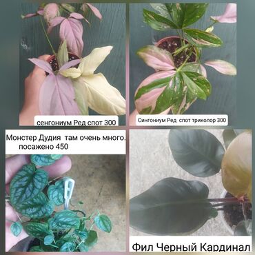 стабилизированные цветы бишкек: Продаю
