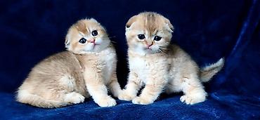 Продажа кошек: Скотиш Фолд (Шотландская вислоухая), 2 месяца, Девочка, Золотая шиншилла — 24