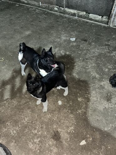 İtlər: Akita-inu, 5 ay, Dişi, Peyvəndli, Ödənişli çatdırılma