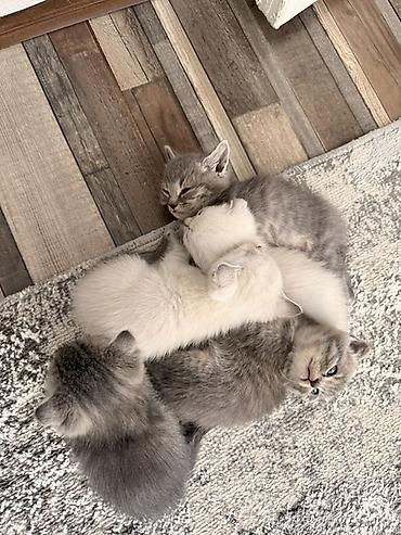 Шотландские котята (скоттиш-фолд/скоттиш-страйт), ‼️ срочно помёт из