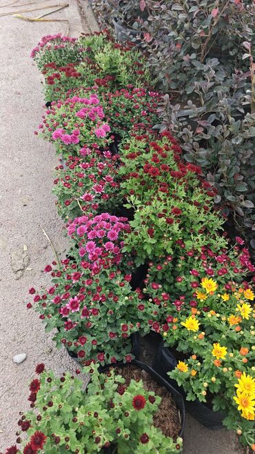 Çöl bitkiləri: 1.50 aznden başlayan qiymətlərlə Xrizantema (Chrysanthemum) bəzək — 16