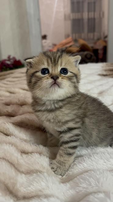 Pişiklər: Britan, Erkək, Ödənişli çatdırılma — 9