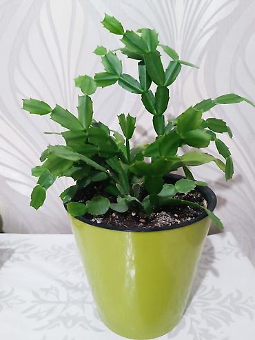 цветущий кактус: Декабрист (Schlumbergera) в горшке - Комнатное растение с — 2