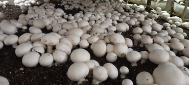 Toxumlar: Salam hərvaxtınız xeyir, "CHAMPION GROUP" olaraq sizlərin qarşısına — 11