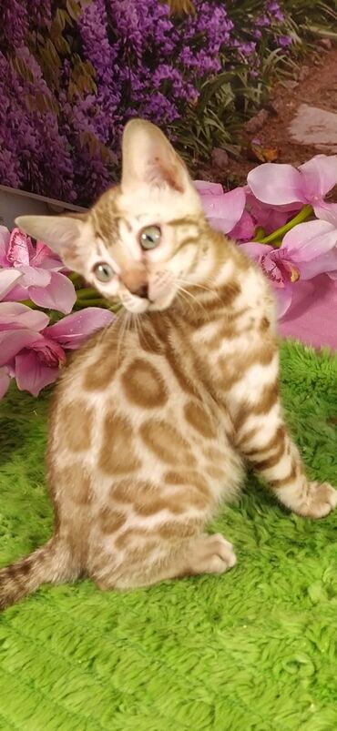 Продажа кошек: Друзья !!! питомник Бен Гла Мур с радостью предлагает новый помет. от — 24