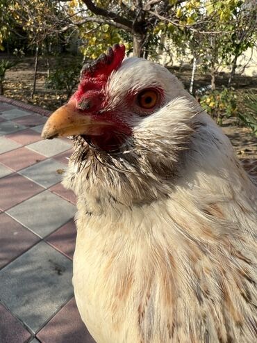 Toyuqlar: Toyuq, Yumurtalıq -da lalafo.az — 4 Toyuqlar: Toyuq, Yumurtalıq — 4