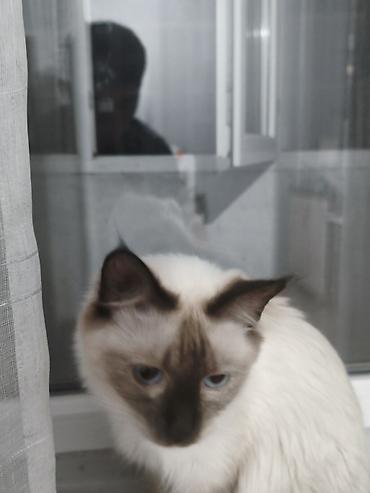 Продажа кошек: Сеамская кошка ей ровно 1 год о — 2