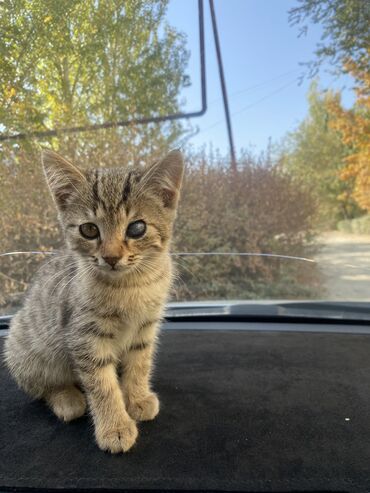 стрижка кошек с выездом на дом: Мышык бекер берилет: Породасыз, 3 айлык, Ургаачы
