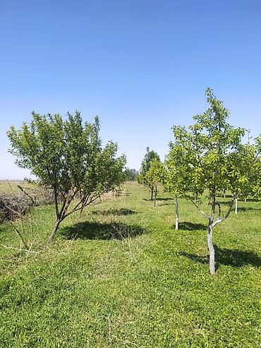 куры живые: Farm КРС, 10000 соток, Действующий, Частично с оборудованием, Электричество — 3