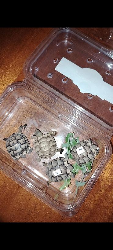 satdıq at: Başlıq: 🐢 Sağlam və mehriban balaca ev tısbağası satılır Mətn — 4