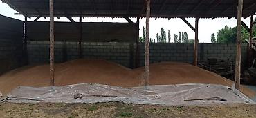 обмен на корову: Пшеница озимая, 23 тонны Торг имеется - Зерно очищенное — 2