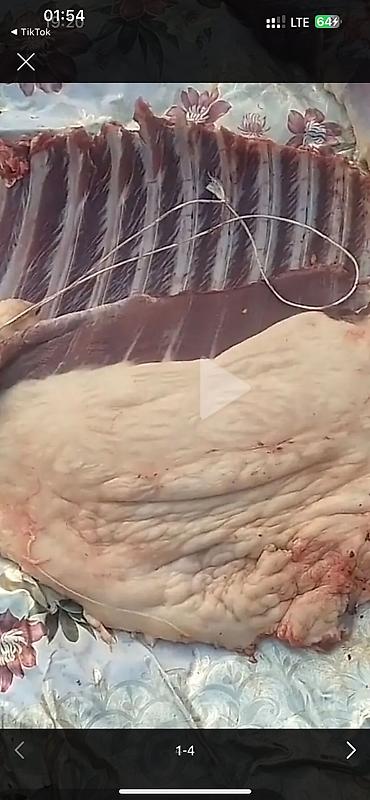 бир уйур жылкы канча: Сатам | Тай | Союуга | Мерин — 7