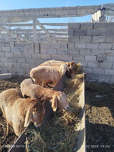 Баран, овца: Продаю | Овца (самка) | Эдильбаевская | Для разведения at lalafo.kg — 1 Баран, овца: Продаю | Овца (самка) | Эдильбаевская | Для разведения — 1