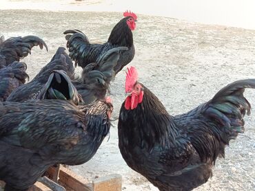 Toyuqlar: Təzə Alman Avstralorp Yumurtaları – Cavan və Sağlam! Yumurtalar -da lalafo.az — 5 Toyuqlar: Təzə Alman Avstralorp Yumurtaları – Cavan və Sağlam! Yumurtalar — 5