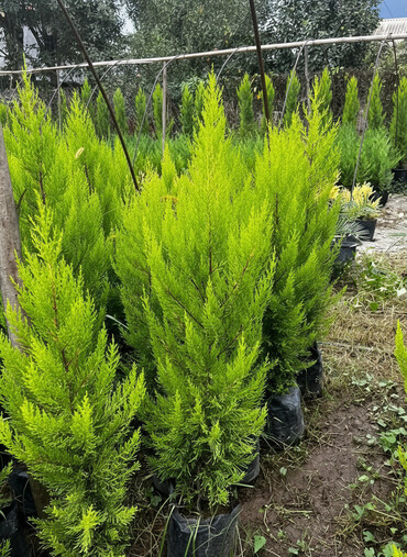 Şitillər: Bütün növ dekarativ ağacların və kol bitkiləri və meyvə ağacların -da lalafo.az — 1 Şitillər: Bütün növ dekarativ ağacların və kol bitkiləri və meyvə ağacların — 1