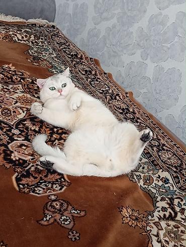 pisik cantası: Cinsi:Britsh shorthair. Cantası tek 170m da alınıb. Ev heyvanları — 2