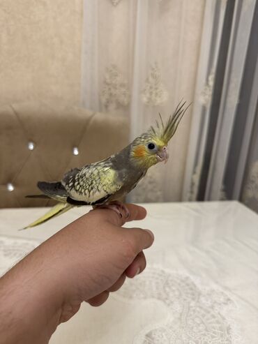 Göyərçinlər: 2 aylıq tam sağlam dişi karelladı ələ öyrəşdirməlik