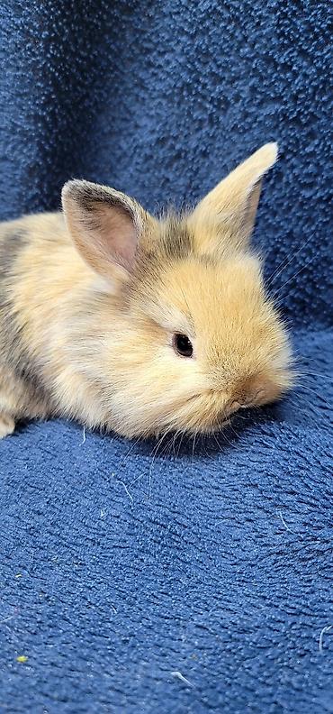 Декоративные кролики: Продаются декоративные крольчата, милые малыши с очень красивыми — 5