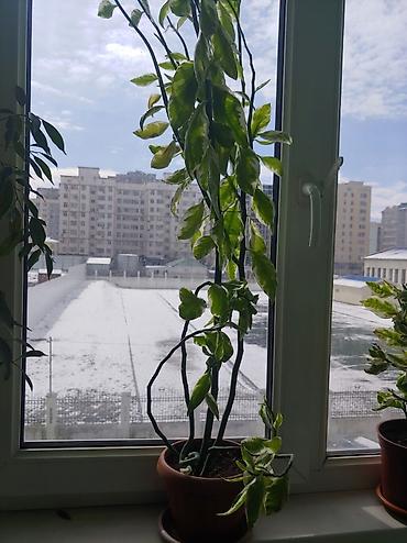 Другие комнатные растения: Продаются цветы от 200 до 500 сом — 2