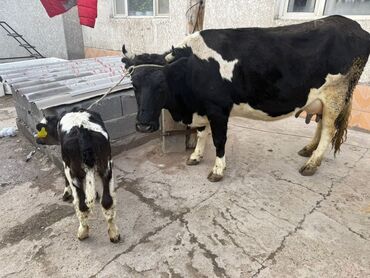 Коровы, быки: Продаю | Корова (самка) | Для разведения | После отела — 5