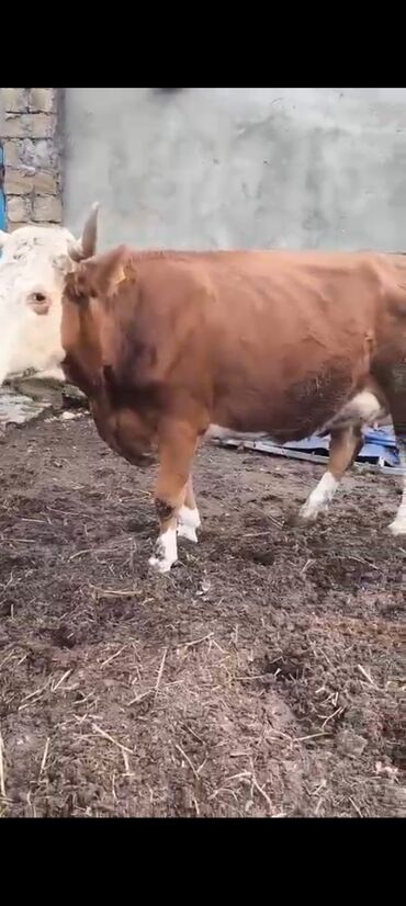 Inəklər, öküzlər: 2-ci balasidi erkek balasi var 25 südü var — 4