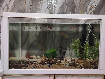 ceşka 2 3 kompressor: Dördbucaq akvarium, Boş, 220 l, Ödənişli çatdırılma — 1