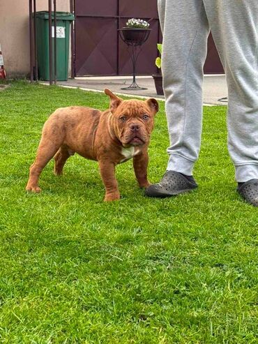 rasni psi na poklon нови сад: Dostupni štenci american bully micro size (exotic). Štenci su stari 6