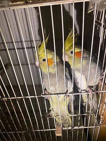 Животные: Nimfa (Cockatiel) cütü – boz-sarı rəng çalarını daşıyan, yanaqlarında — 2