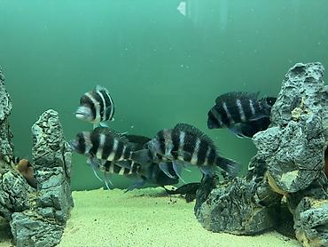 Məhsul: Akvaryum üçün Afrika siklidləri – Frontosa (Cyphotilapia lalafo.az -da Məhsul: Akvaryum üçün Afrika siklidləri – Frontosa (Cyphotilapia