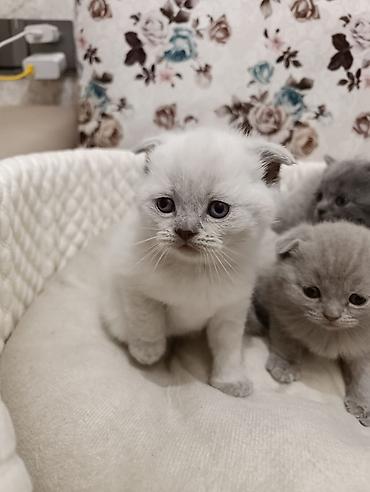 Pişiklər: Şotland, Ödənişli çatdırılma — 6