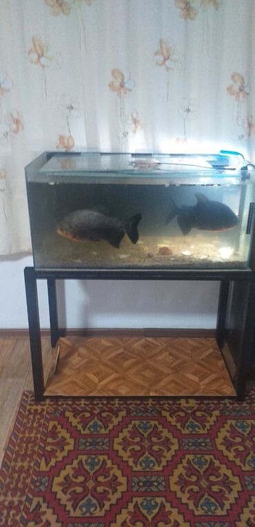 живая рыба в бишкеке: Срочно Продаётся большой аквариум! 170 литров В комплекте есть