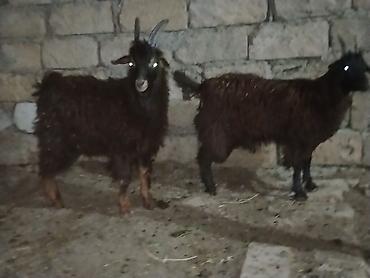 Mal-qara: Məhsul: 2 baş qara rəngli keçi 1 erkəy 1dişi 20 22 kilo diri — 2