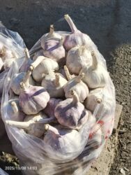 гирлянды цена бишкек: Чеснок В розницу, Самовывоз, Платная доставка