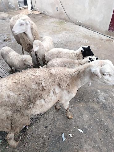 Qoyunlar, qoçlar: Qoyun və quzular – təsərrüfat üçün hazır sürü - Növ: yerli — 5