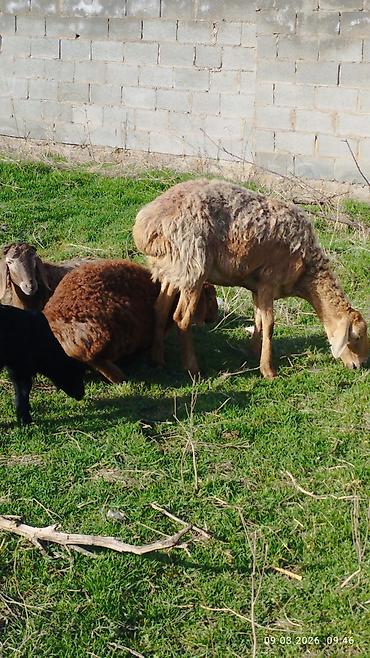 Баран, овца: Продаю | Овца (самка) | Для разведения | Матка — 17