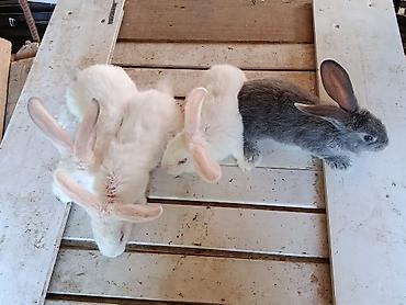 Ящики: Деревянный Ящик, Б/у — 38