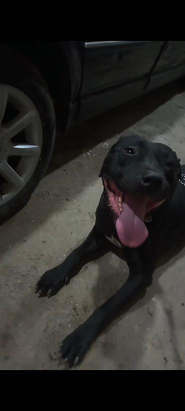gencede itler: Pitbul, 1 il, Erkək, Peyvəndli — 4