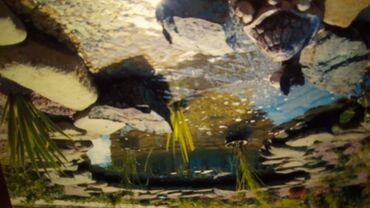 Fasad işləri: Shalale,cay,gol,ere dosheme,xasarlara ve evin fasadina tebii ve tokme — 5