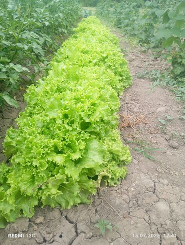 продам мебель бу в бишкеке: Продается листья салата