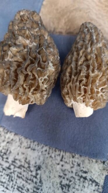 эноки грибы: Грибы