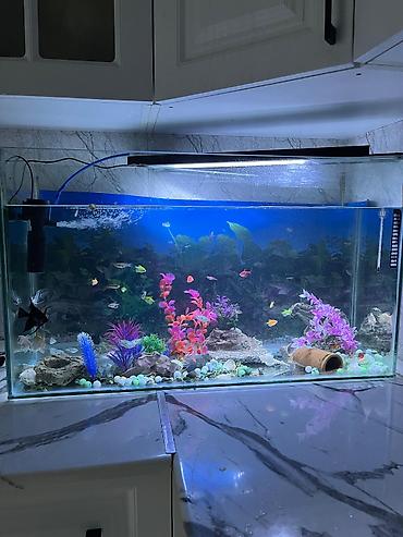 akvarium işığı: Salam. akvarium əla vəziyyətdədi 30 dan çox balıq var hamısını üstə — 4