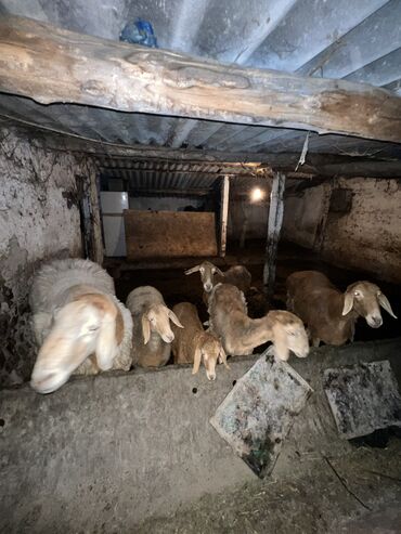 кой козу талас: Продаю | Овца (самка), Ягненок, Баран (самец) | Гиссарская