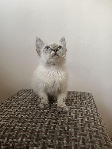 scotish fold: Котёнок, окраса поинт (светлая шерсть с более тёмными ушками — 2