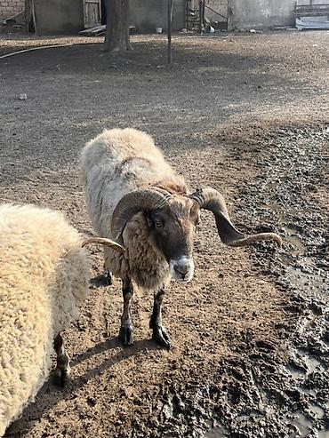 mal qara fermalari: Qoch (erkək qoyun) – iri buynuzlu, sağlam və güclü nəsil başçısı - — 2