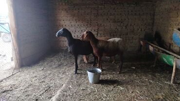 продажа домашних животных: Сатам | Ургаачы кой (ургаачы) | Аргын, Арашан | Союуга, Көбөйтүү үчүн | Асыл тукумдуу, Ургаачы