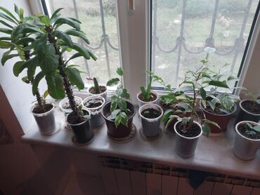 Bitkilər üçün dibçəklər: Bakixanov qəsəbəsi(Razin),Razin talkuçkasına yaxın,gül dibçəkləri — 4