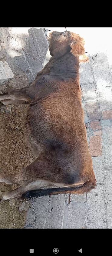 продаю дойных коров: Продаю | Бык (самец), Тёлка | На откорм, Для разведения