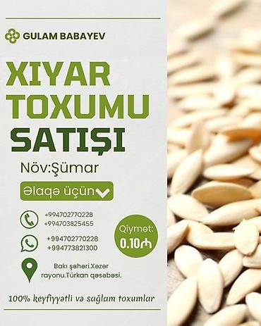 xiyar: Məhsul: Xiyar toxumu Növ: Şümar Xüsusiyyətlər: - Yüksək cücərmə — 1