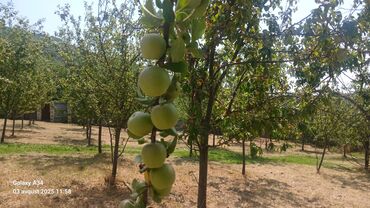 Torpaq sahələrinin satışı: Kənd təsərrüfatı — 5