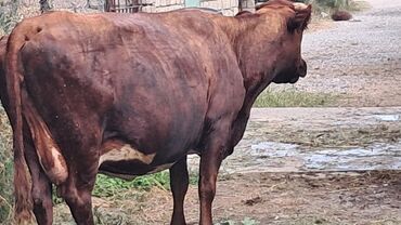 inək şvesiski: Dişi, Simental, il: 4, 650 kq, Damazlıq, Südlük